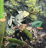 Magazoo Golden frog poison / Phyllobates terribilis 'Mint'