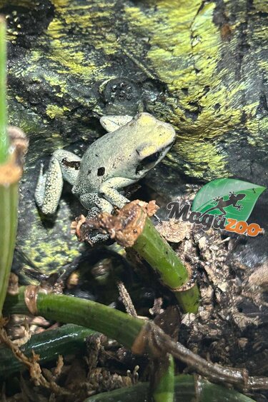 Magazoo Grenouille Poison Mint / Phyllobates terribilis 'Mint'