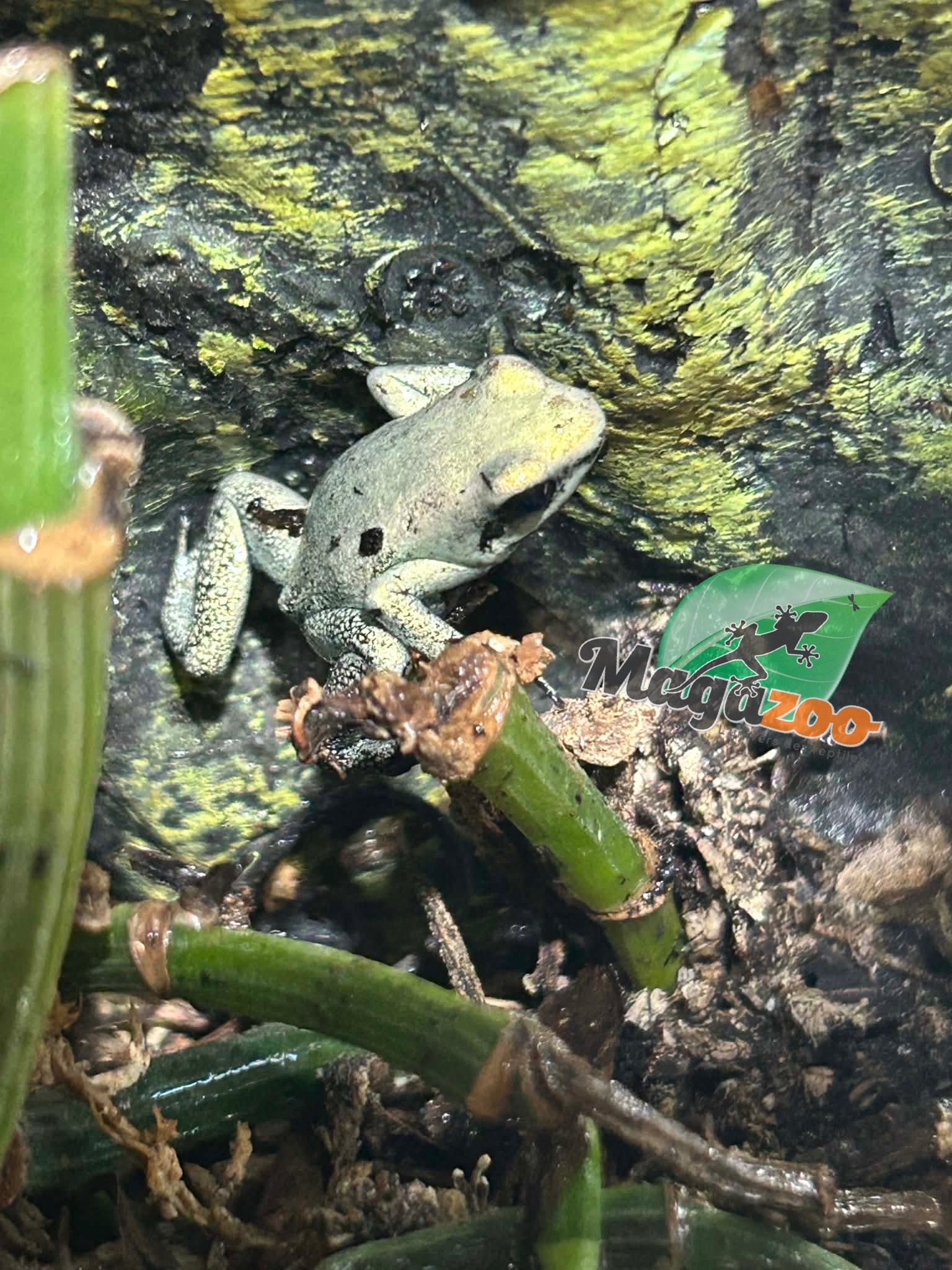 Magazoo Golden frog poison / Phyllobates terribilis 'Mint'