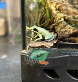 Magazoo Golden frog poison / Phyllobates terribilis 'Mint'