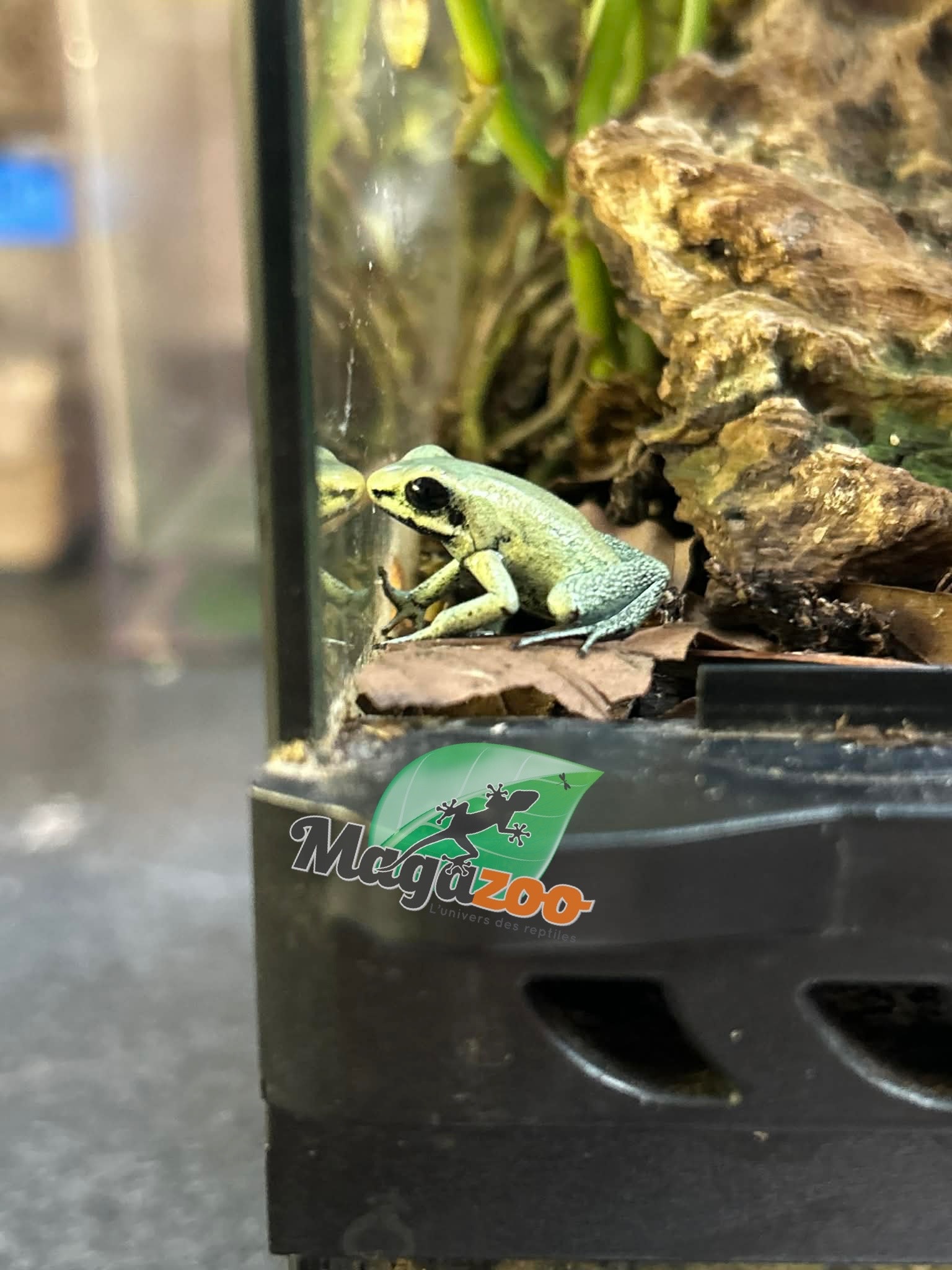 Magazoo Grenouille Poison Mint / Phyllobates terribilis 'Mint'