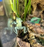 Magazoo Grenouille Poison Mint / Phyllobates terribilis 'Mint'