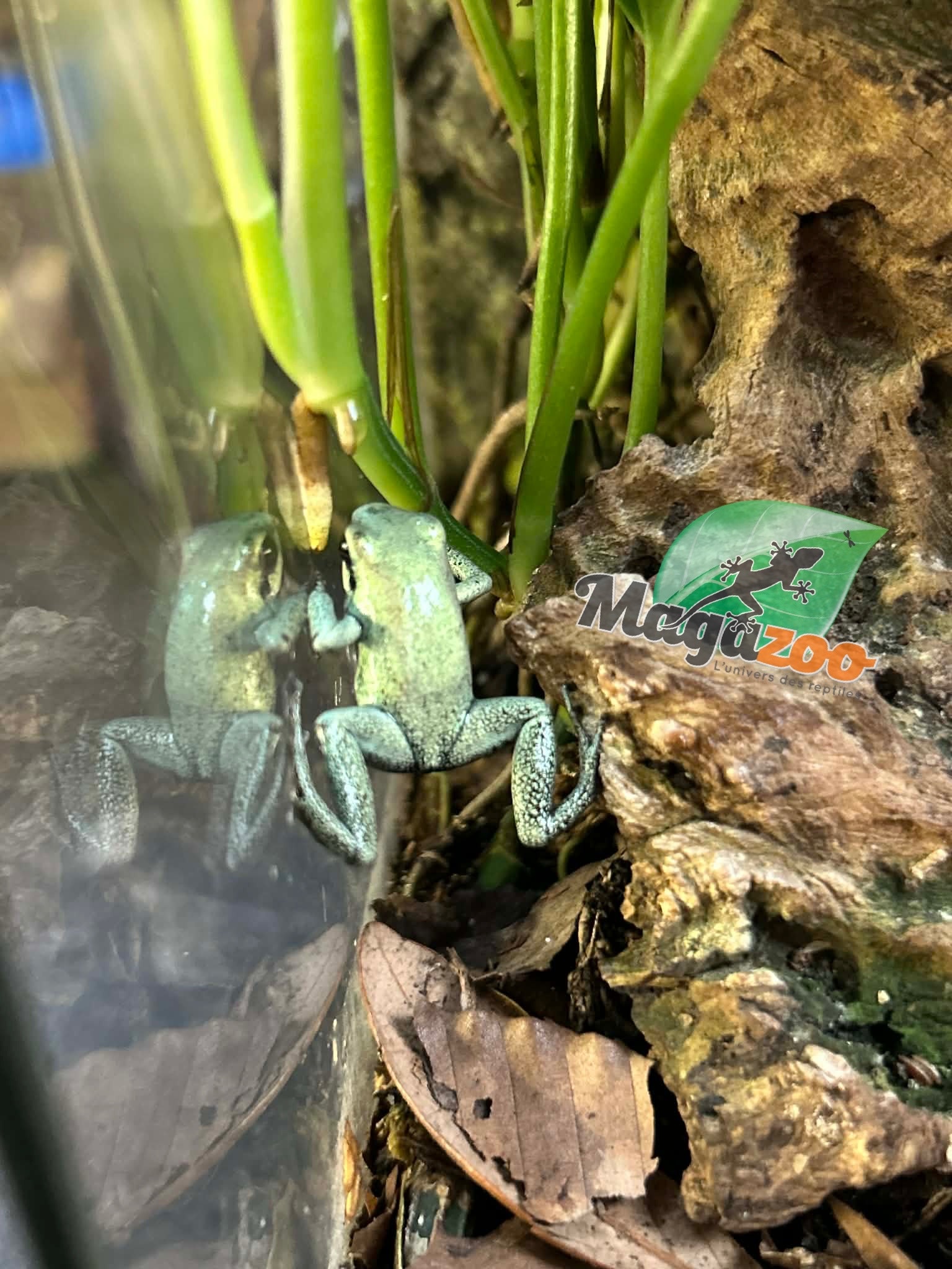 Magazoo Golden frog poison / Phyllobates terribilis 'Mint'