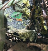 Magazoo Golden frog poison / Phyllobates terribilis 'Mint'