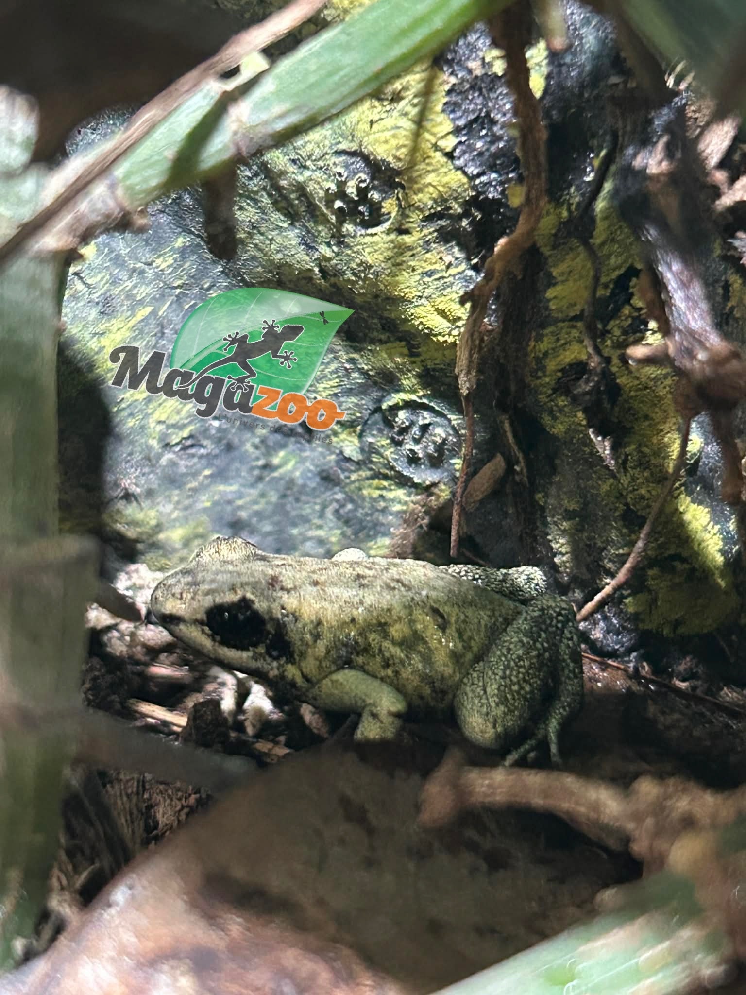 Magazoo Golden frog poison / Phyllobates terribilis 'Mint'
