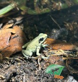 Magazoo Golden frog poison / Phyllobates terribilis 'Mint'