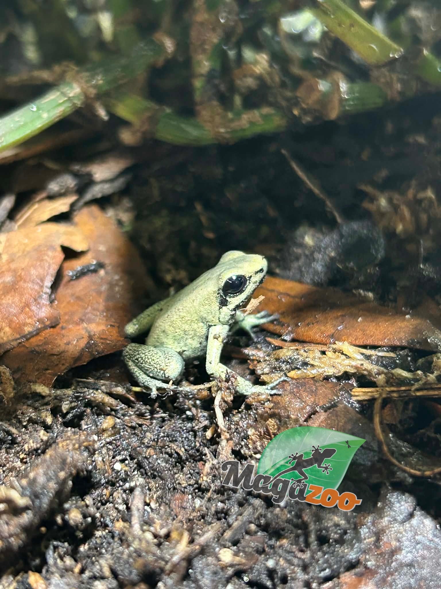 Magazoo Golden frog poison / Phyllobates terribilis 'Mint'