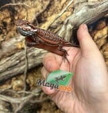 Magazoo 50% Red Monster Dunner Bearded dragon