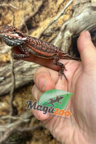 Magazoo 50% Red Monster Dunner Bearded dragon