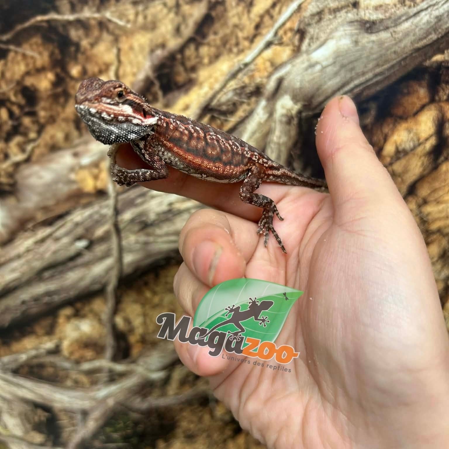 Magazoo 50% Red Monster Dunner Bearded dragon