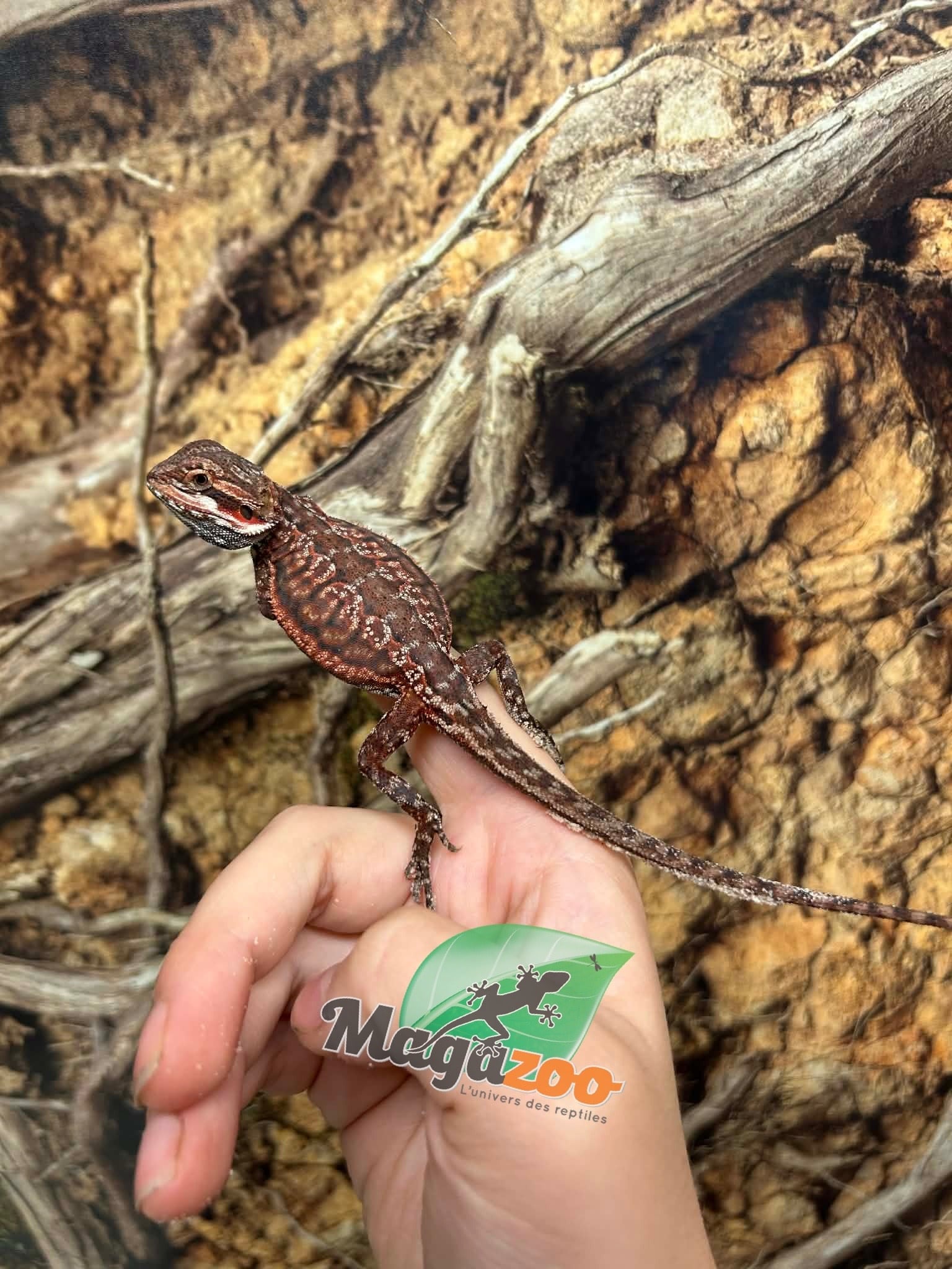 Magazoo 50% Red Monster Dunner Bearded dragon