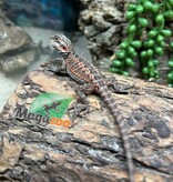 Magazoo Baby Male 50% Red Monster Bearded dragon #2