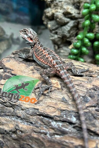 Magazoo Dragon barbu 50% Red Monster Leatherback Bébé Femelle #1