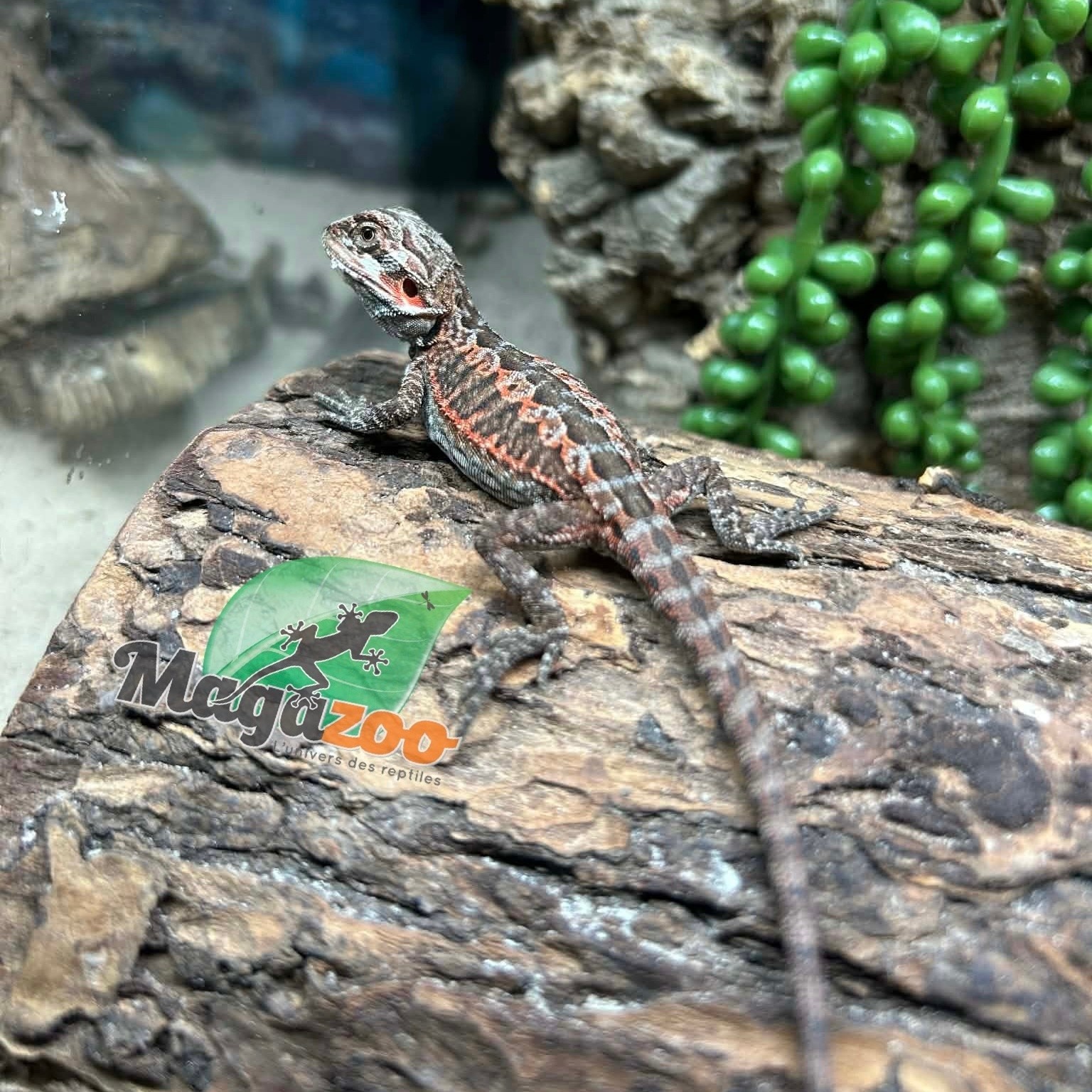 Magazoo Baby Male 50% Red Monster Bearded dragon #2
