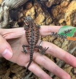 Magazoo Baby Male 50% Red Monster Bearded dragon #2