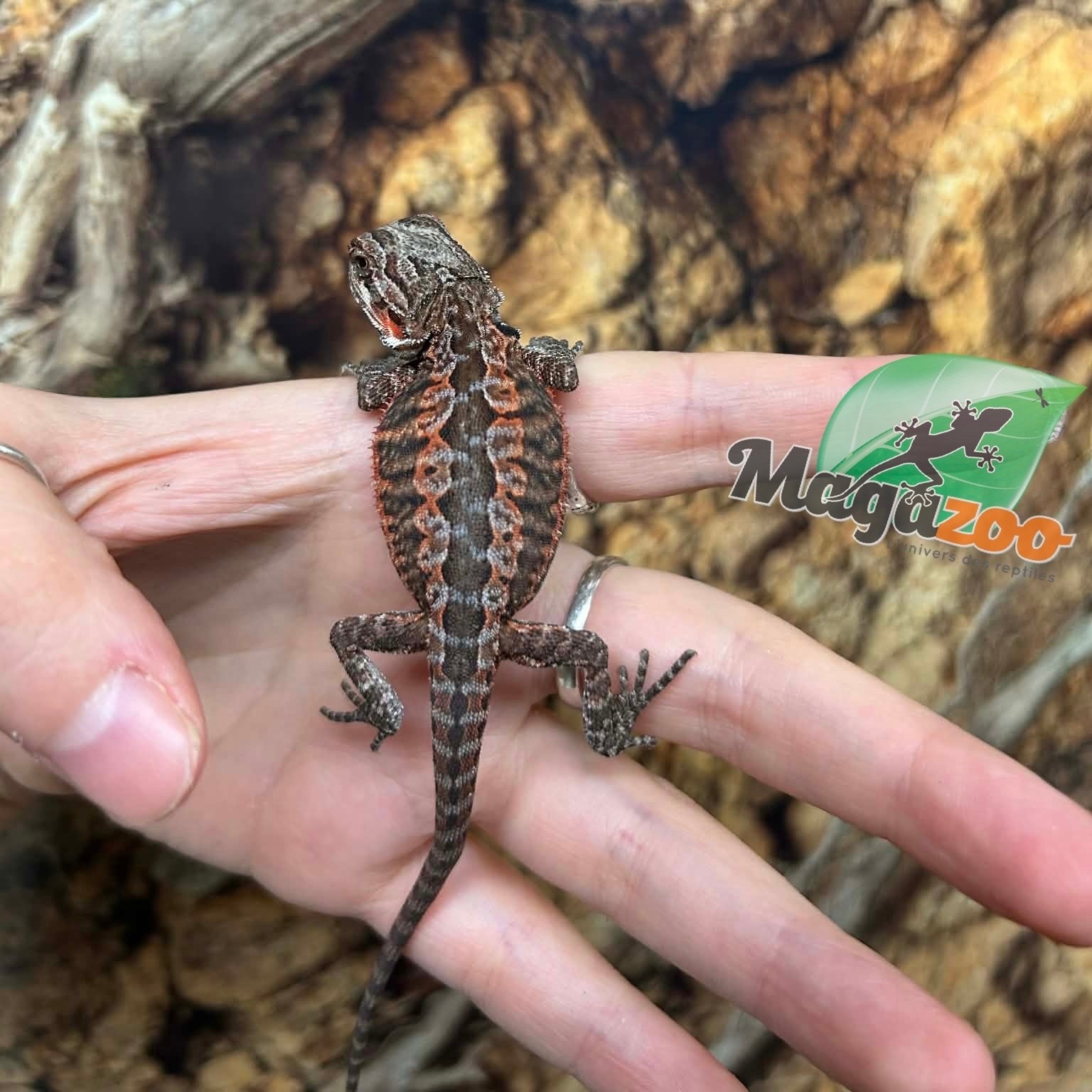 Magazoo Dragon barbu 50% Red Monster Leatherback Bébé Femelle #1