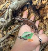 Magazoo Baby Male 50% Red Monster Bearded dragon #2