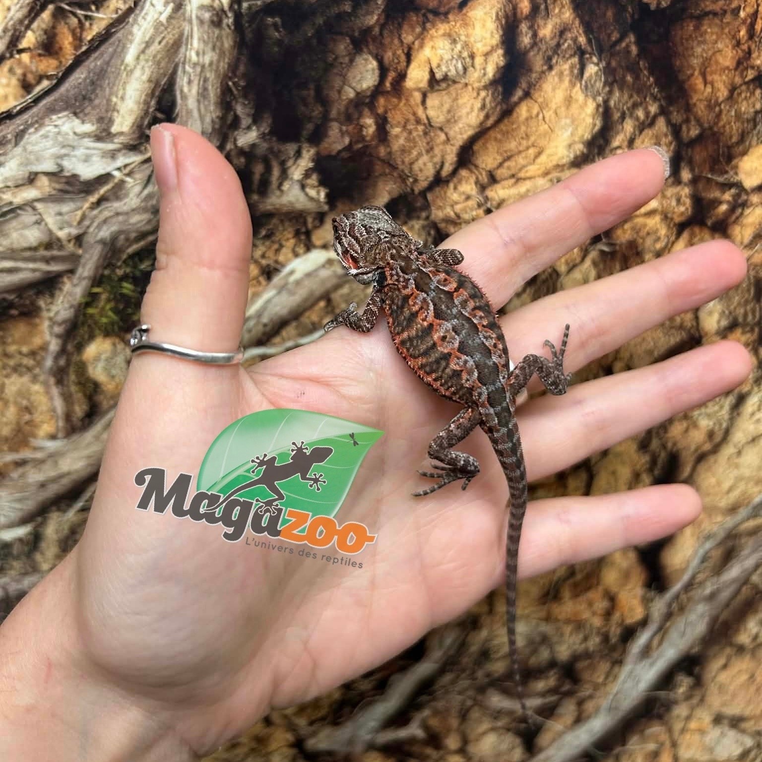Magazoo Baby Male 50% Red Monster Bearded dragon #2