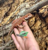 Magazoo 50% Red Monster Hypo Bearded dragon #2