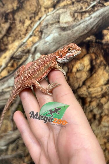 Magazoo Dragon barbu 50% Red Monster Hypo Dunner Mâle #2