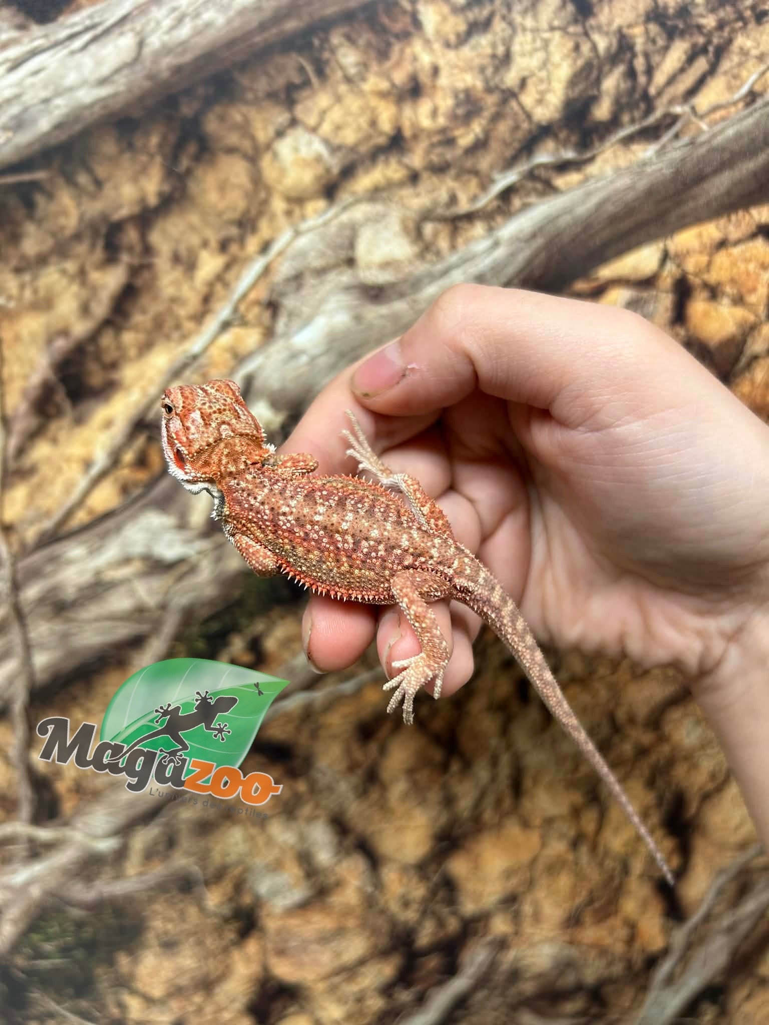Magazoo Dragon barbu 50% Red Monster Hypo Dunner Mâle #2