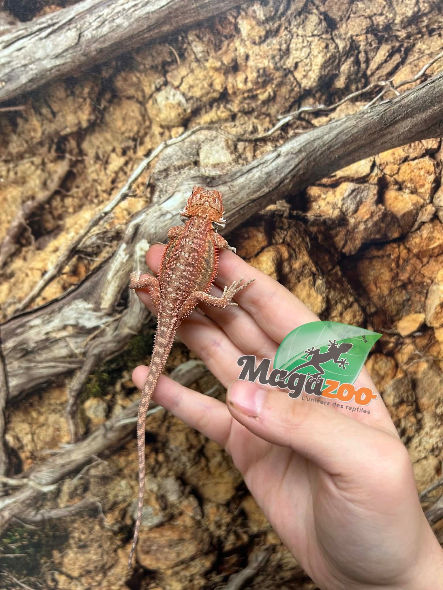 Magazoo 50% Red Monster Hypo Bearded dragon #2