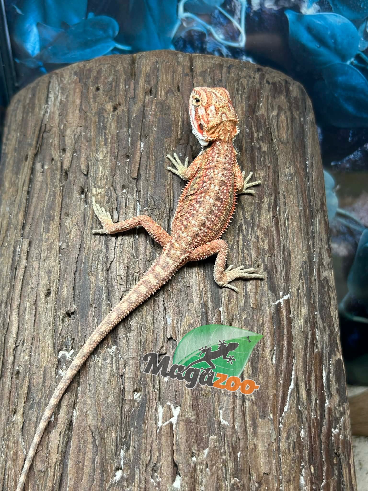 Magazoo Dragon barbu 50% Red Monster Hypo Dunner Mâle #2