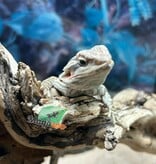 Magazoo Leatherback Bearded dragon #3