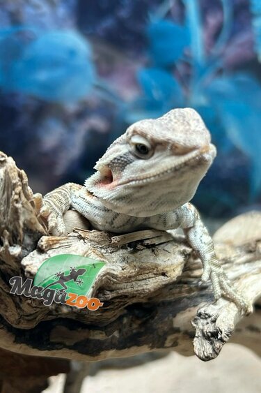Magazoo Dragon barbu leatherback Mâle #3