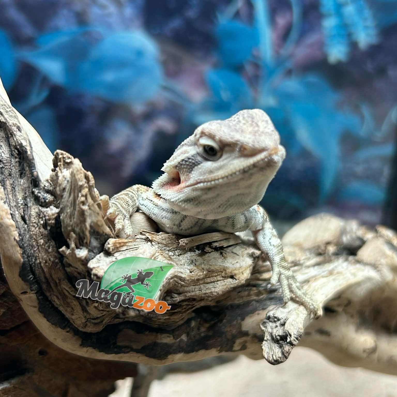 Magazoo Leatherback Bearded dragon #3