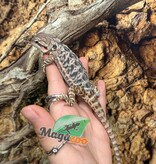 Magazoo Dragon barbu leatherback Mâle #3