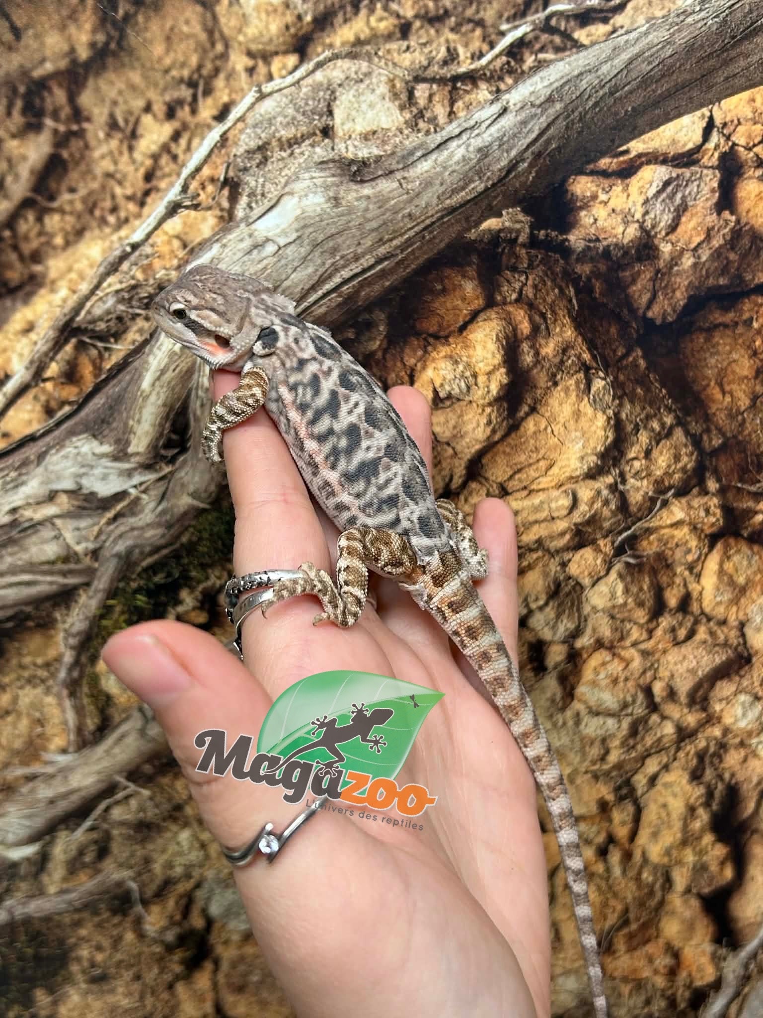 Magazoo Dragon barbu leatherback Mâle #3