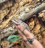 Magazoo Leatherback Bearded dragon #3