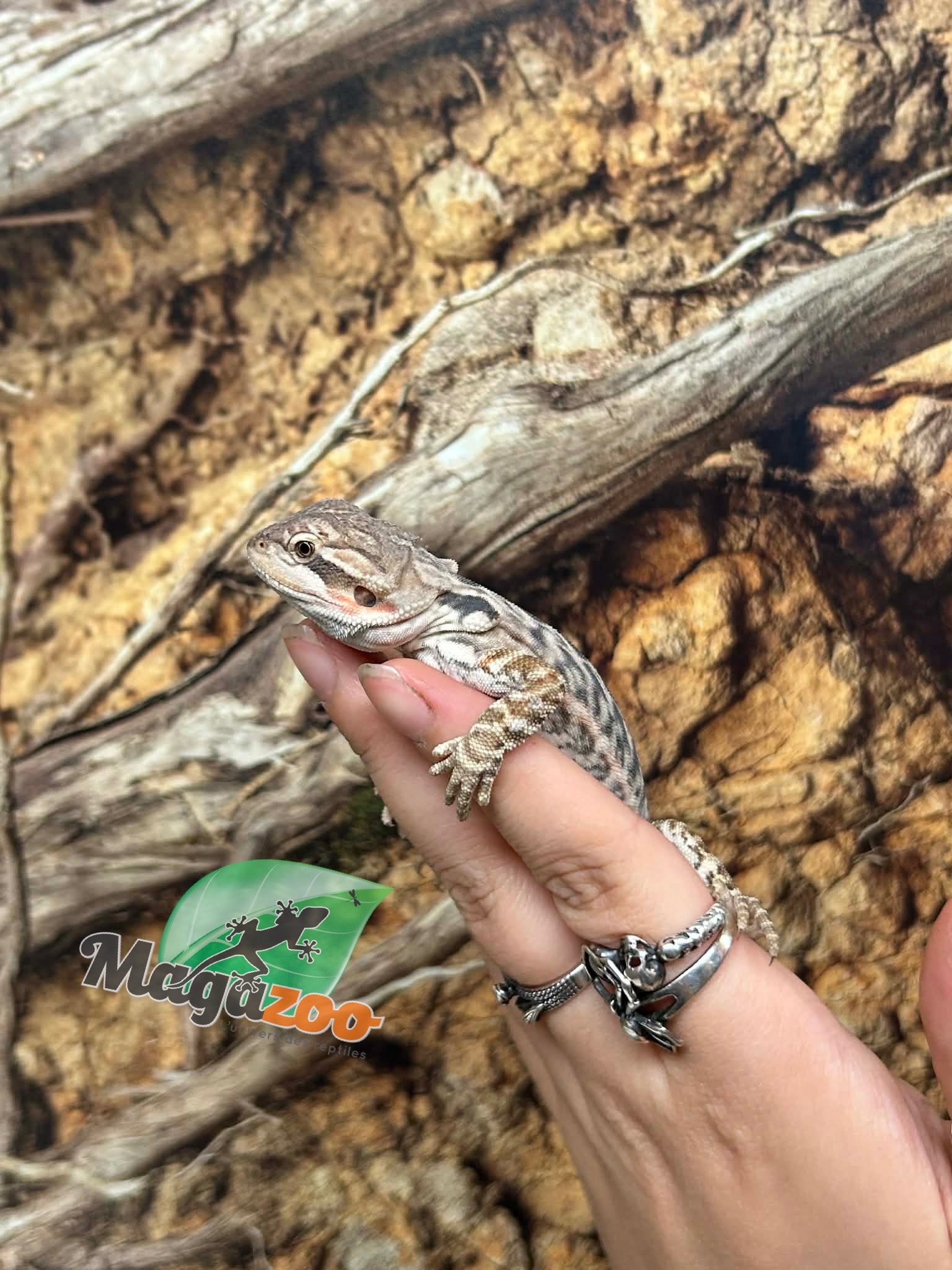 Magazoo Dragon barbu leatherback Mâle #3