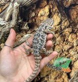 Magazoo Dragon barbu leatherback Mâle #3