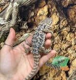 Magazoo Leatherback Bearded dragon #3