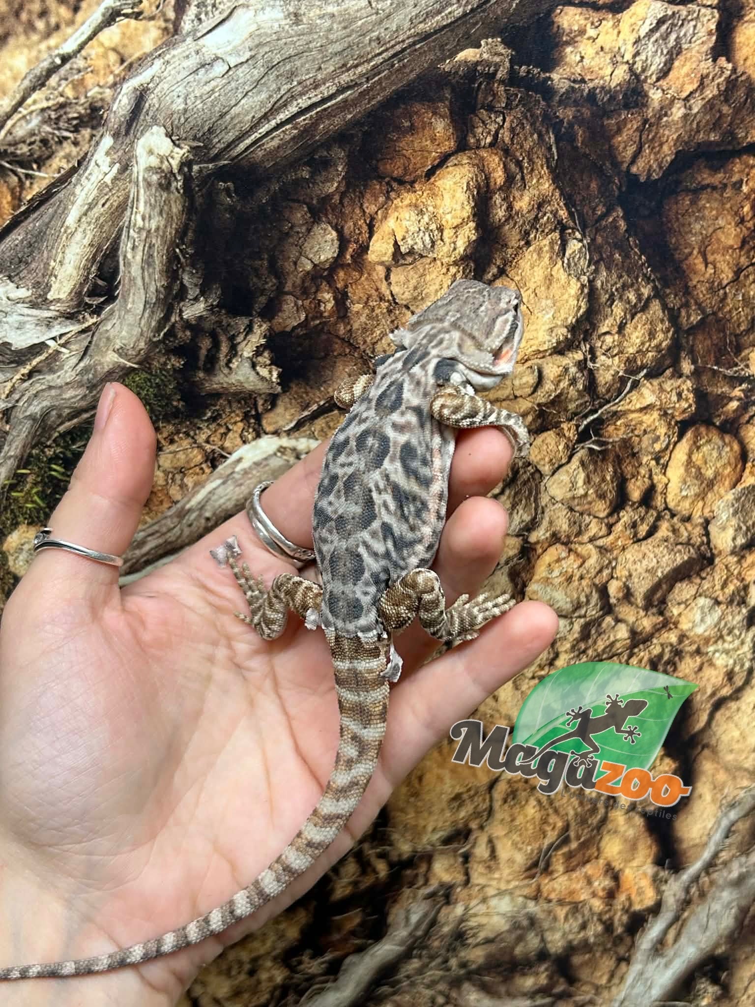 Magazoo Dragon barbu leatherback Mâle #3