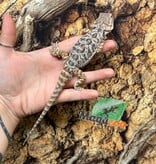 Magazoo Leatherback Bearded dragon #3