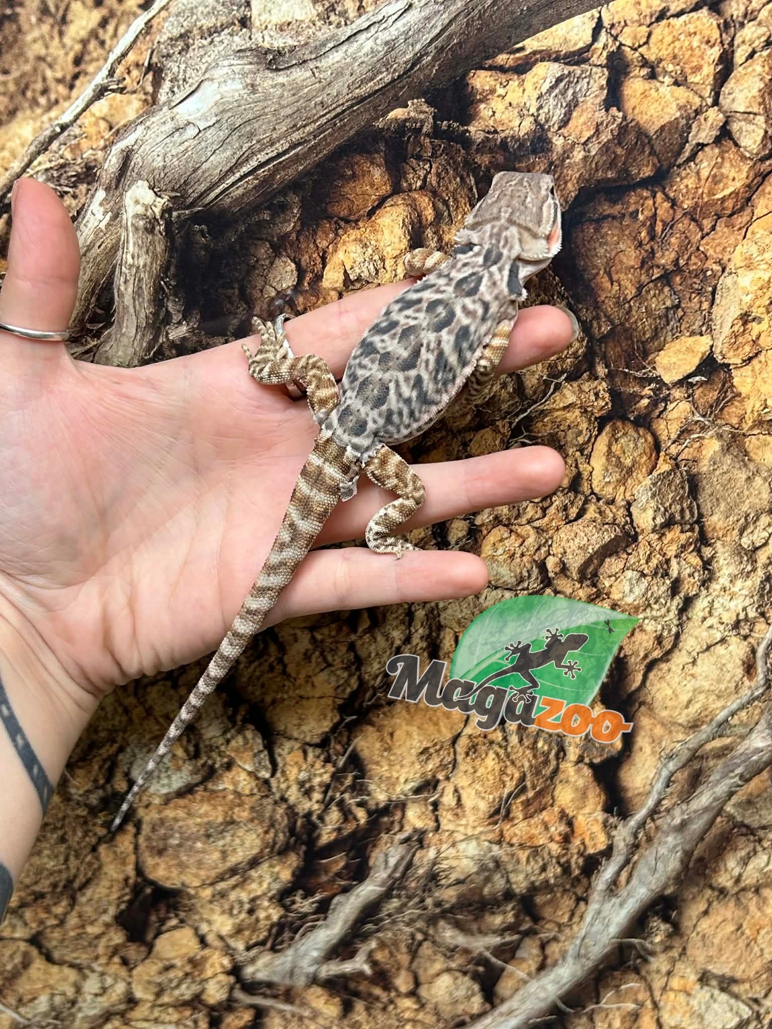 Magazoo Dragon barbu leatherback Mâle #3