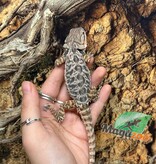 Magazoo Dragon barbu leatherback Mâle #3