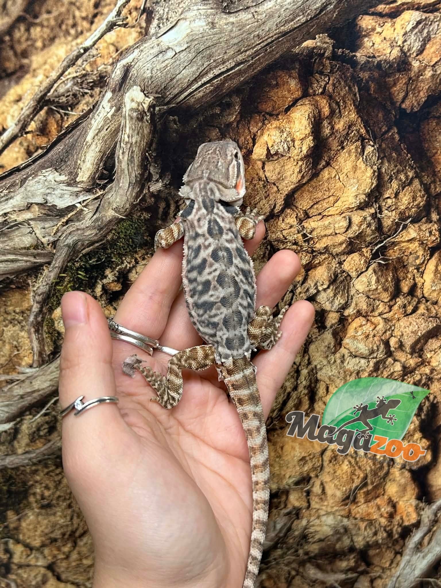 Magazoo Leatherback Bearded dragon #3