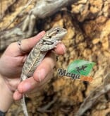 Magazoo Baby Male Bearded dragon #2