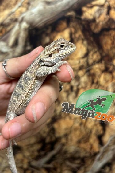 Magazoo Dragon barbu Bébé Mâle #2