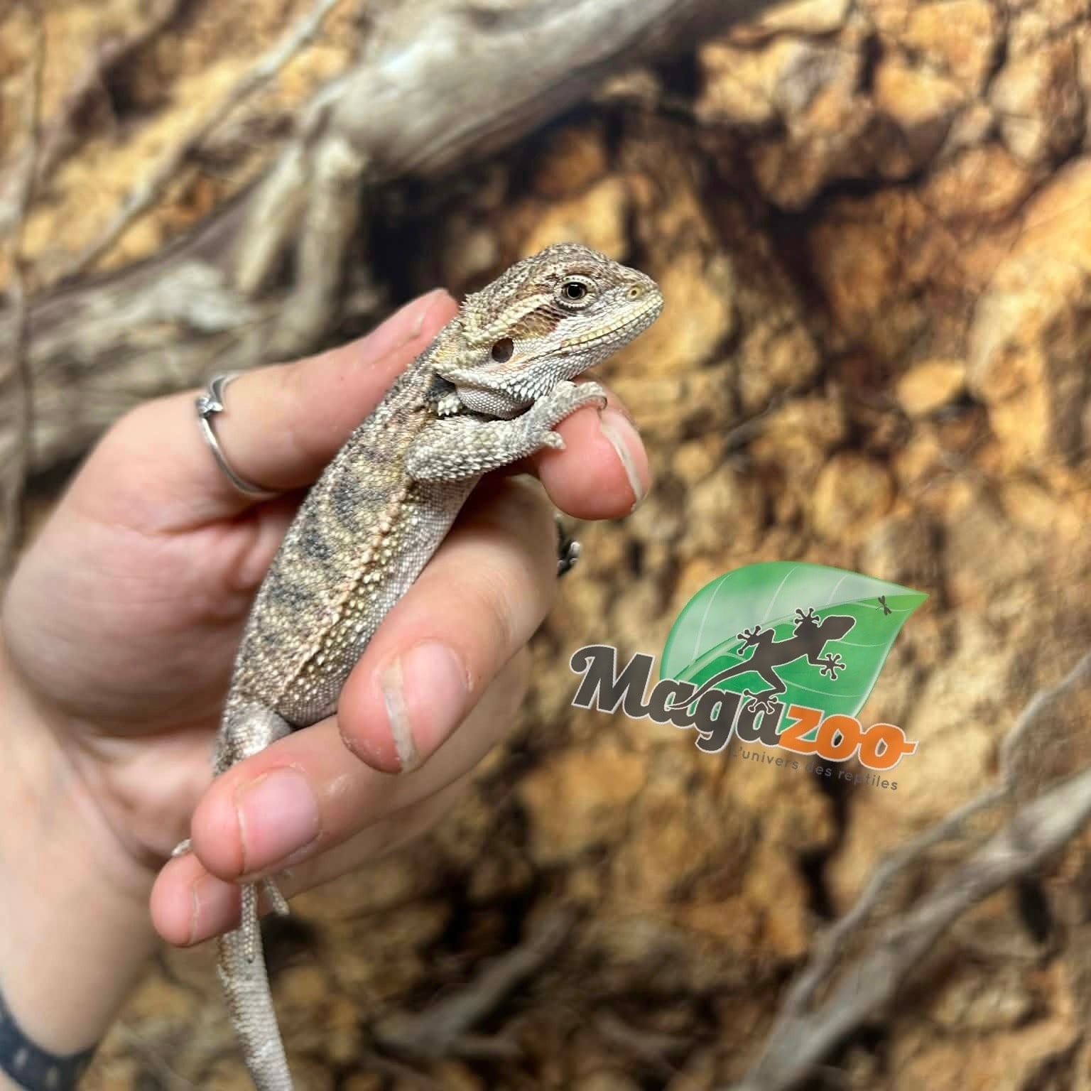 Magazoo Baby Male Bearded dragon #2