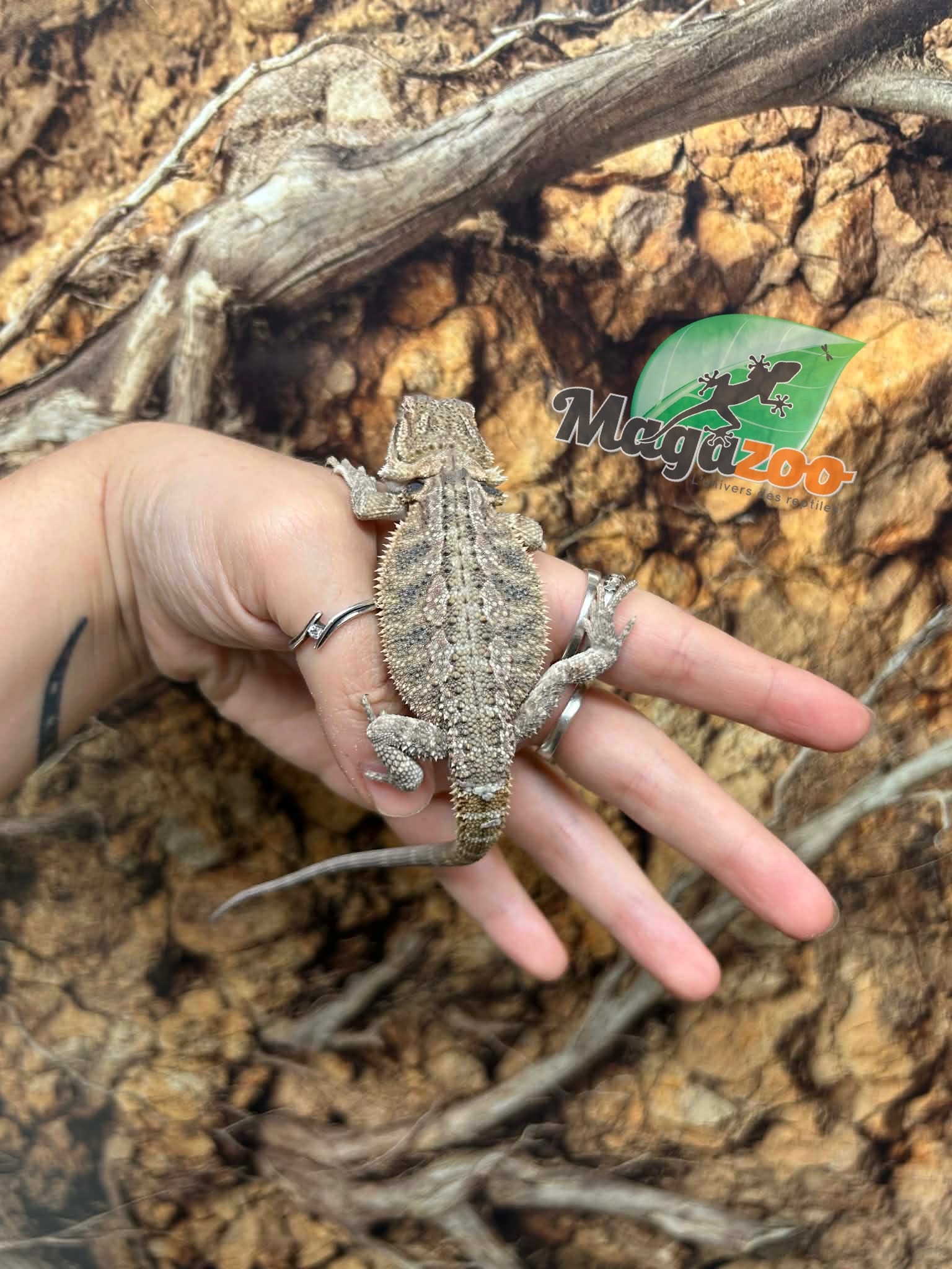 Magazoo Dragon barbu Bébé Mâle #2