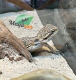 Magazoo Baby Male Bearded dragon #2