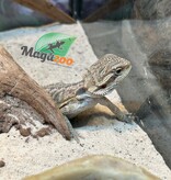 Magazoo Dragon barbu Bébé Mâle #2