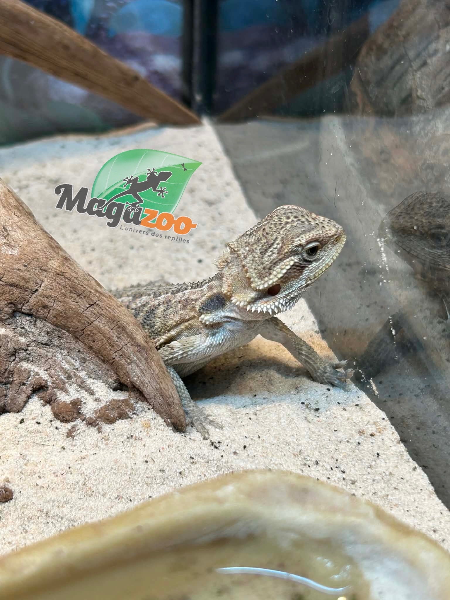 Magazoo Dragon barbu Bébé Mâle #2