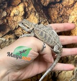 Magazoo Dragon barbu Bébé Mâle #2