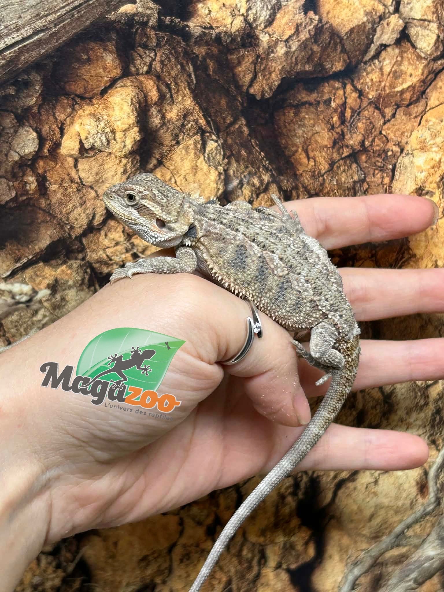 Magazoo Dragon barbu Bébé Mâle #2